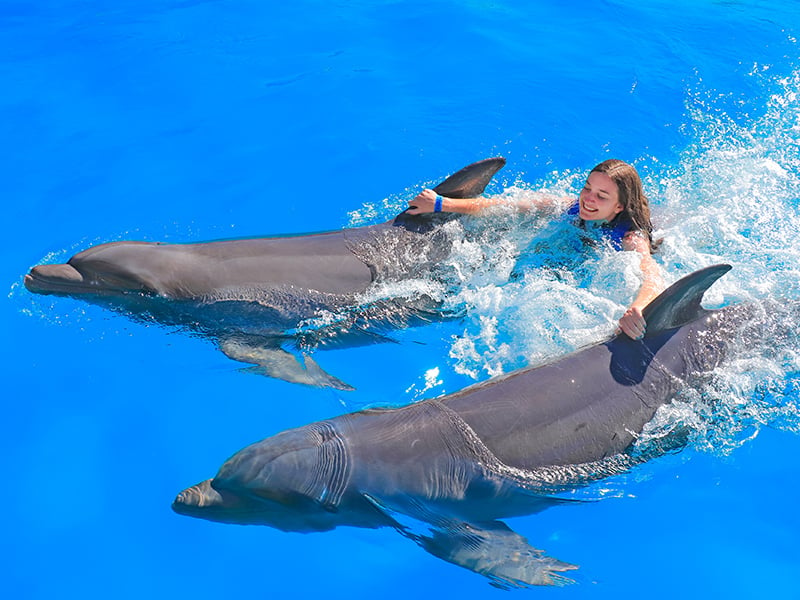 dolphin swim vallarta