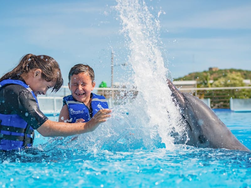 Dolphin Swim Experience in Cabo