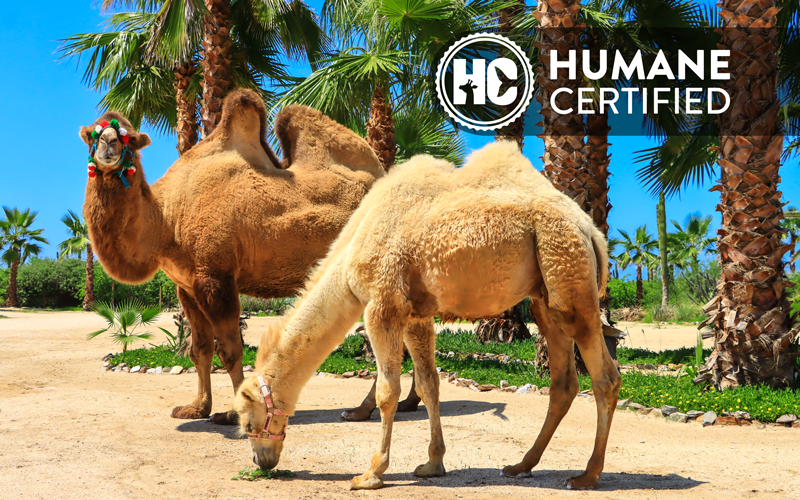 Cabo Adventures camel facilities are Humane Certified