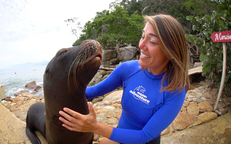 Sea lions under human care in Vallarta Adventures