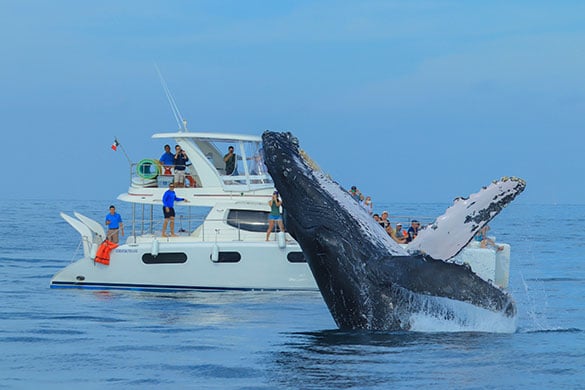 Whale breaching during a yacht charter