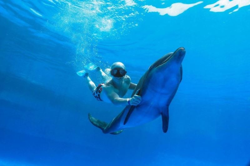 signature dolphin swim