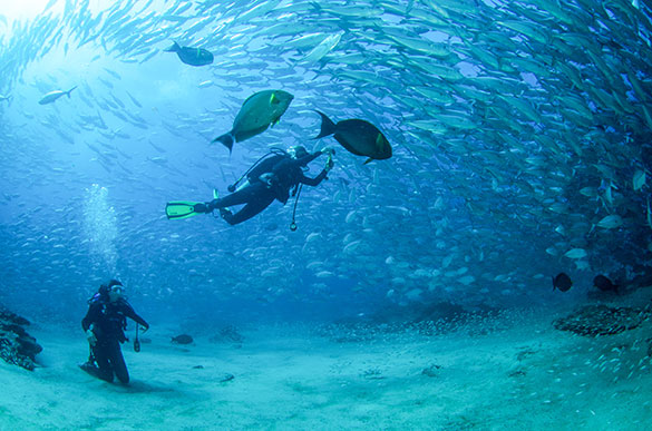 Two scuba divers exploring Cabo Pulmo during small group tour in Cabo