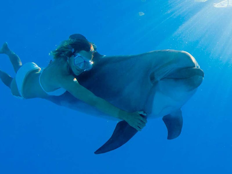 Dolphin Premium Swim