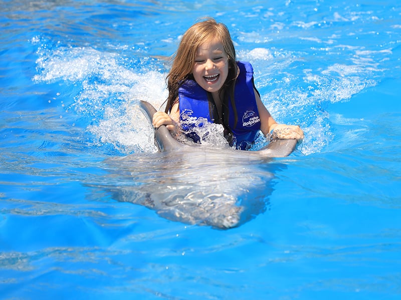 Dolphin Premium Swim