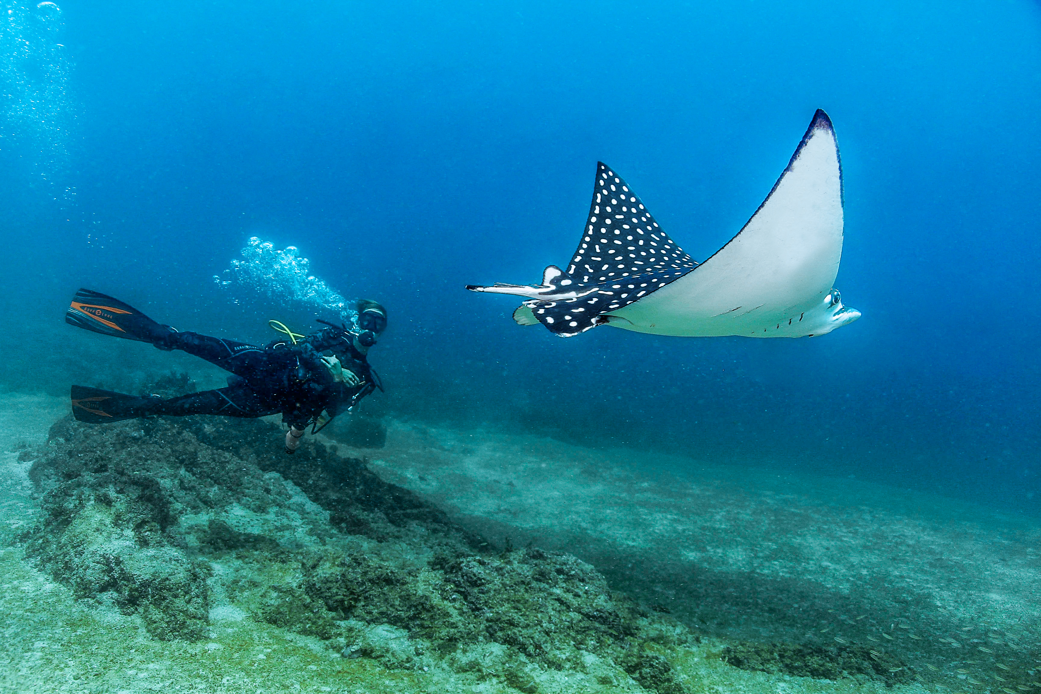 Scuba diver in las caletas looking at a stingrey