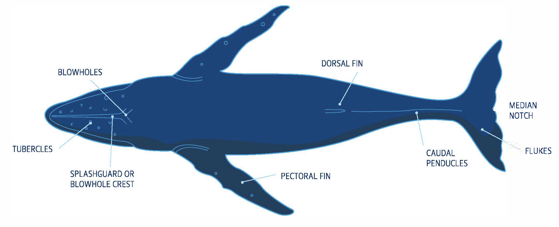 Humpback Whale Anatomy Chart