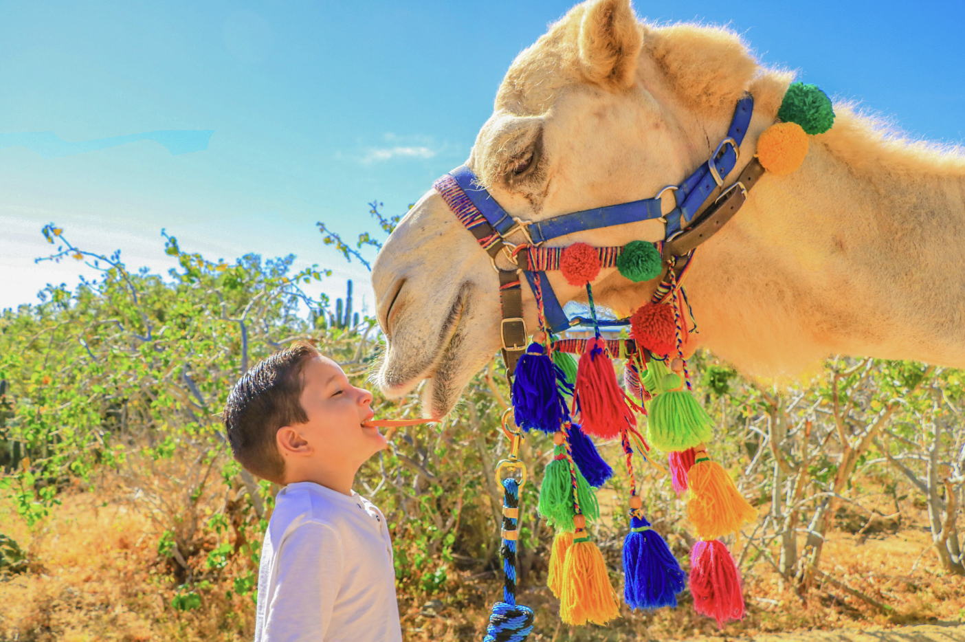 Premium camel experiences in Cabo