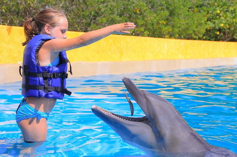 child swimming with dolphins
