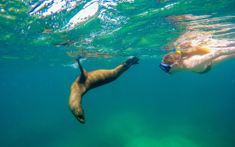 swim with sea lions in cabo