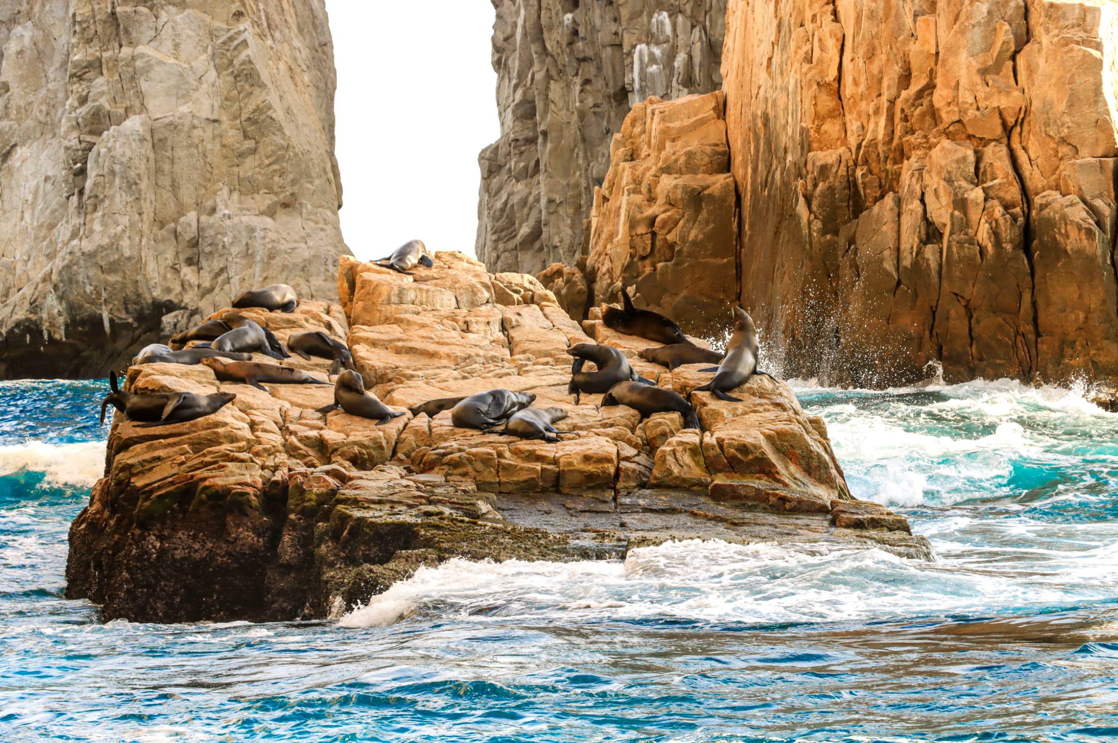 Sea Lions near Cabo San Lucas Arch