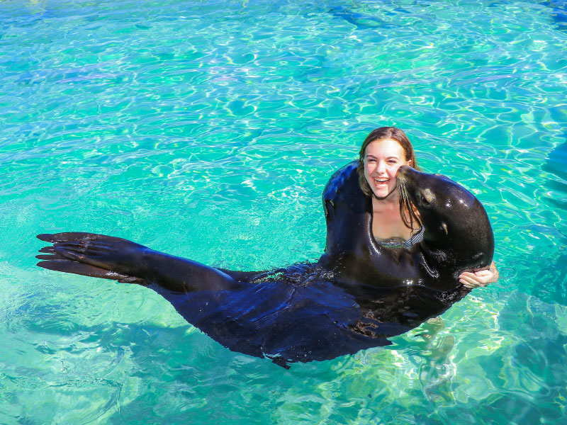 Sea Lion Encounter | Vallarta Adventures