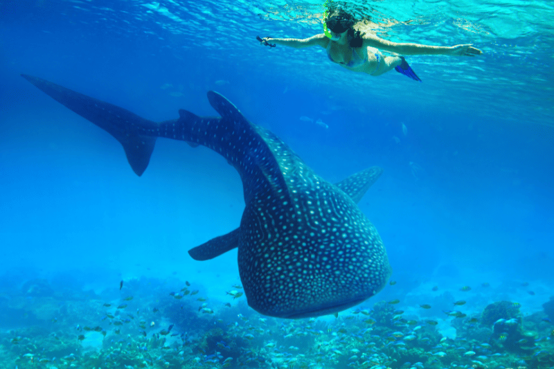 Snorkeling Tour With Whale Sharks 