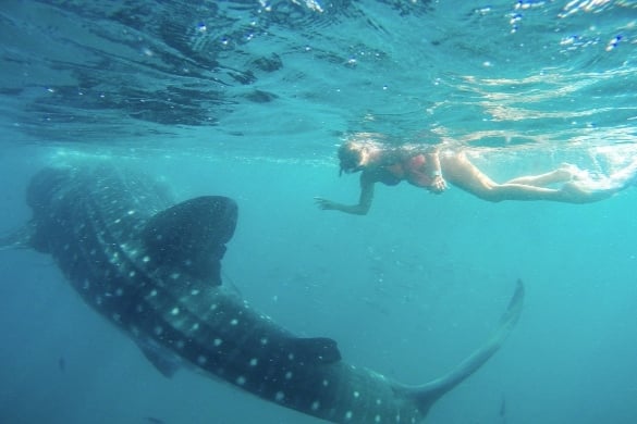 Swimming with whale sharks in Cabo