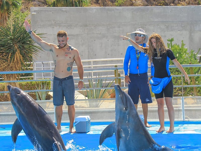 Dolphin Trainer For a Day