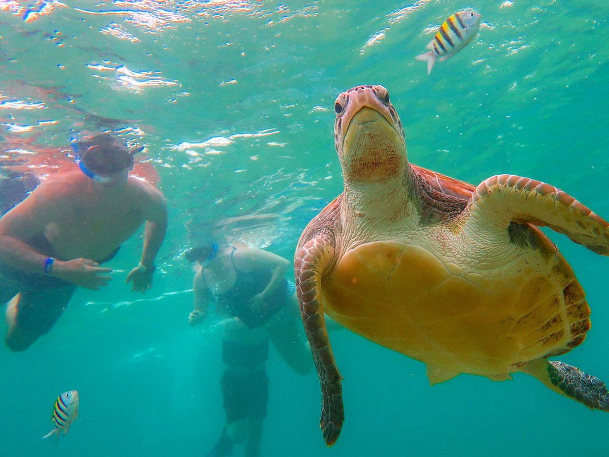 swim with sea turtles in Cancun