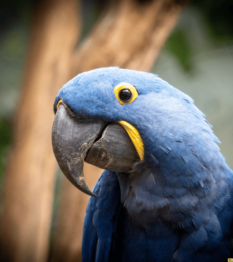 macaws puerto vallarta