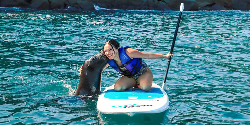 Paddleboard with a Sea Lion