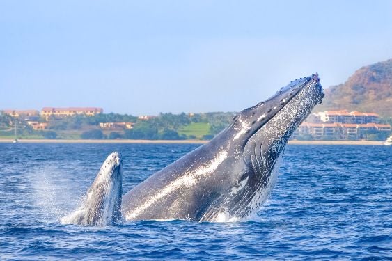 Whales have babies like humans (kind of)