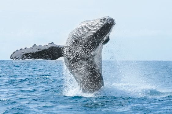 Interesting Facts about Whales