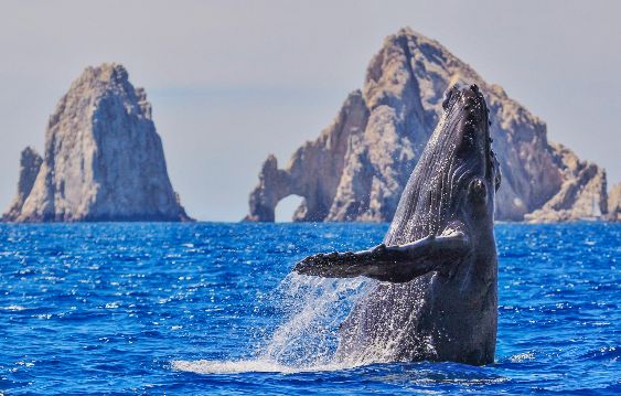 Blue whales are the largest mammal ever to have lived