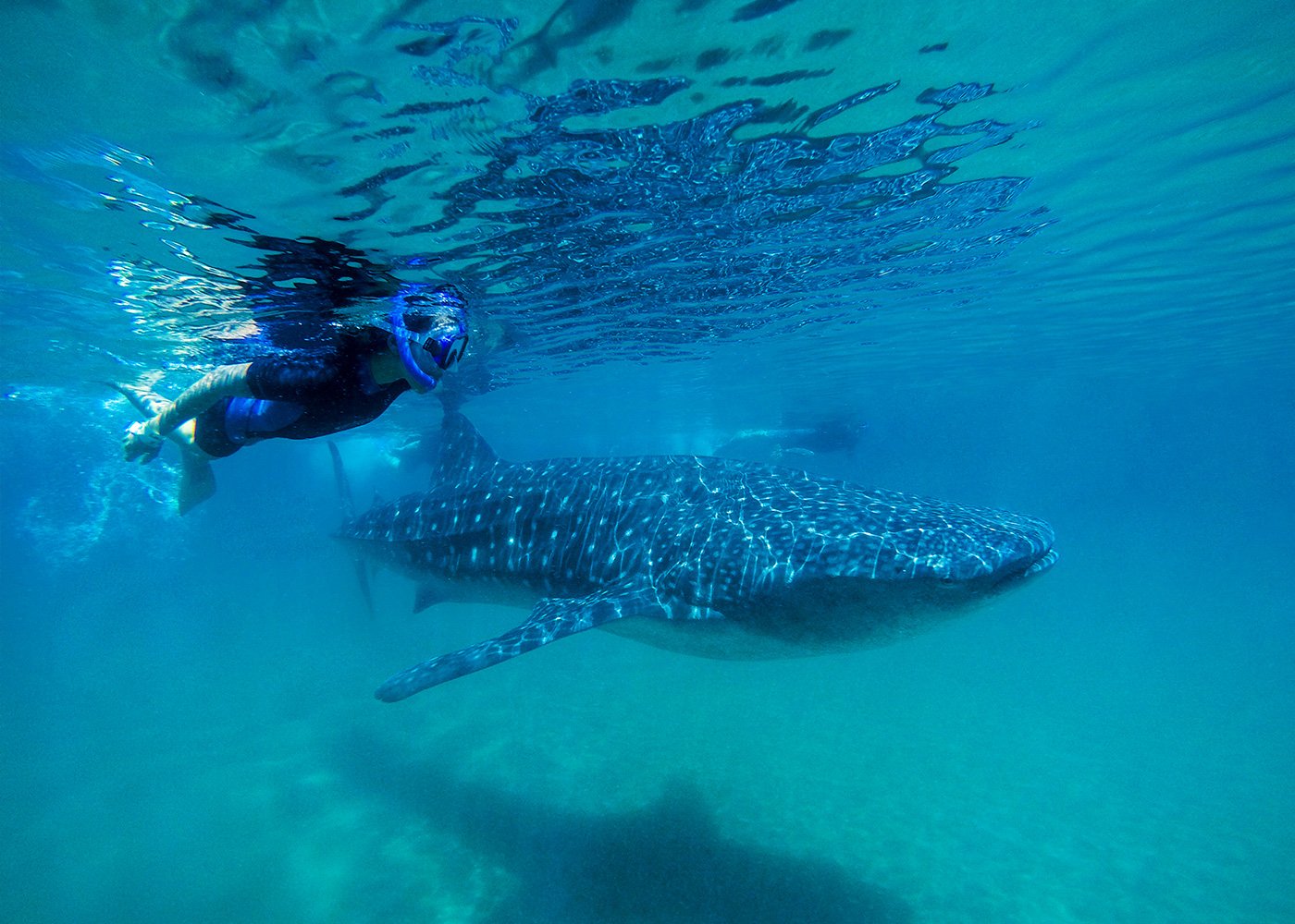 Whale Shark in Mexico