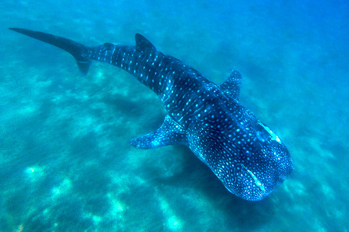 Encounter whale sharks of 32.8 ft in length with Cabo Adventures