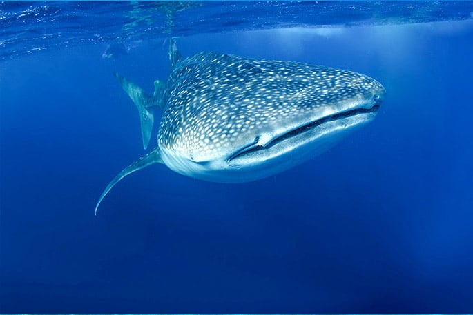 Whale Sharks are fish, not mammals – Whale Shark Encounter with Cabo Adventures