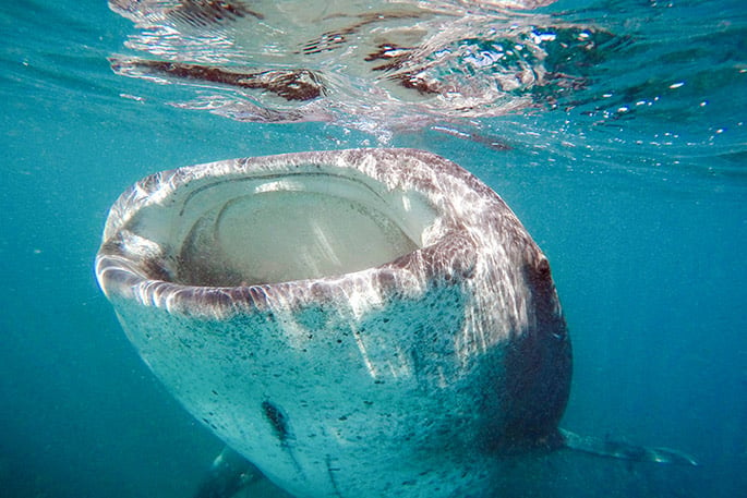Swim with filter feeding whale sharks in Mexico - Cabo Adventures