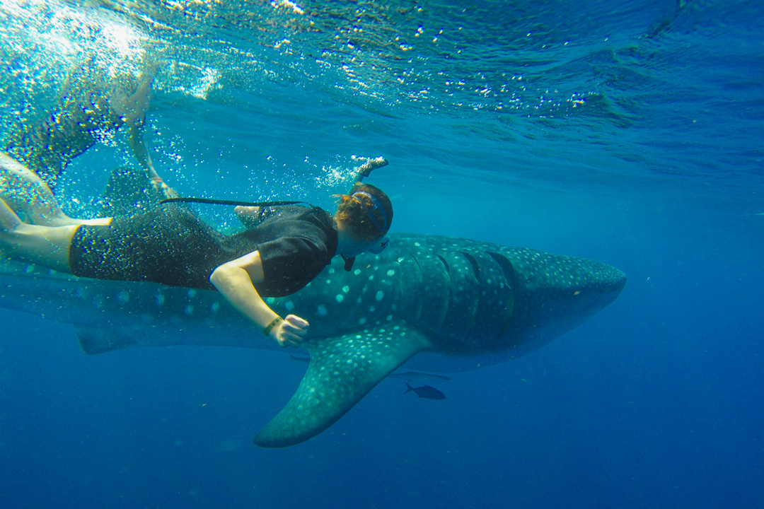 whale shark swim with Cancun Adventures