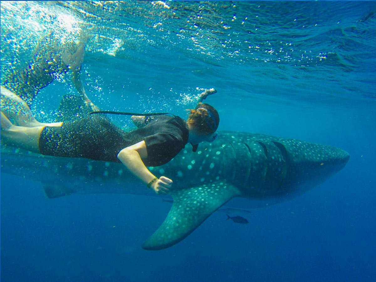 Swim with whale shark in Cabo