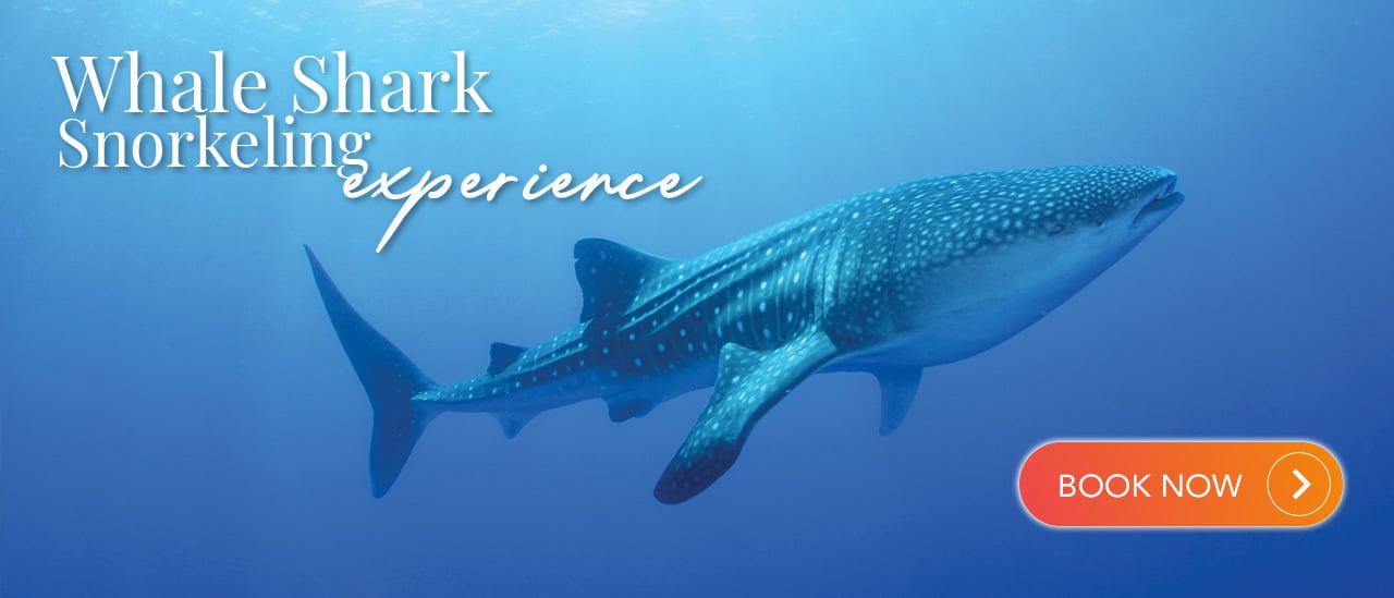 Whale Shark Snorkeling Experience | Cancun Adventures
