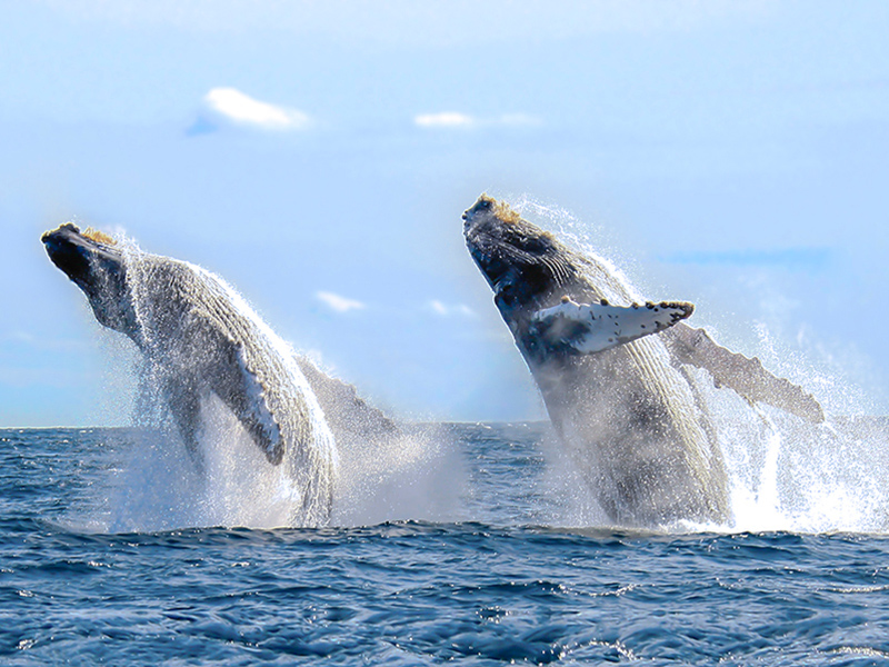 whale watching puerto vallarta