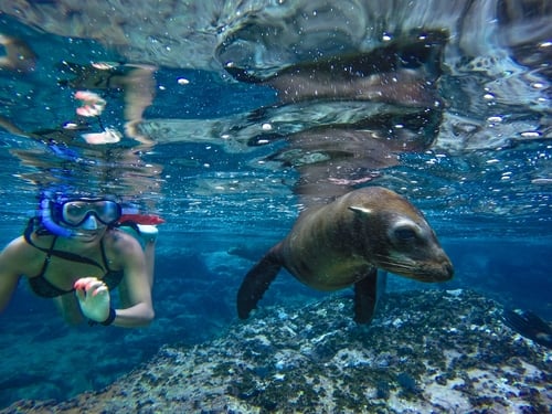 girl snorkeling with a sea lion