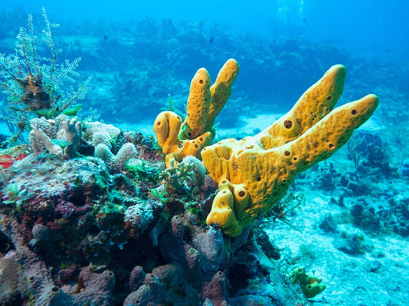 Explore the Colorful Reefs of Isla Mujeres