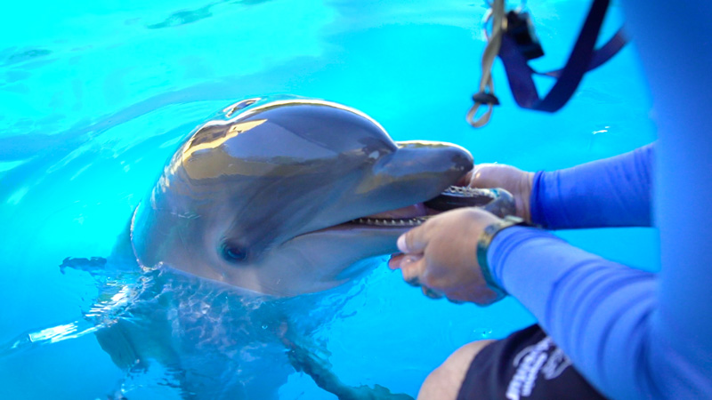 caressing a dolphin at Vallarta Adventures