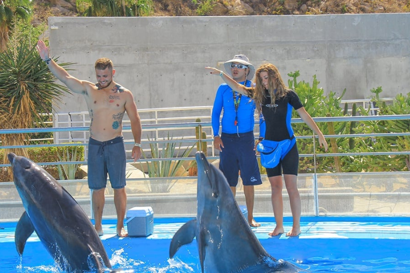 dolphin training
