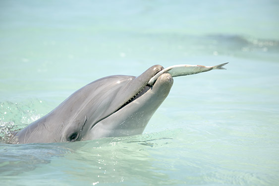 Dolphin eating fish
