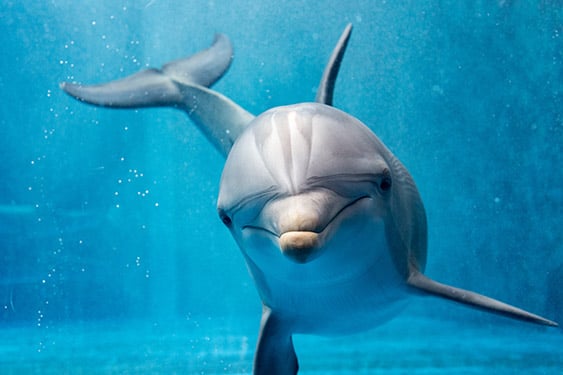 Interesting facts about dolphins