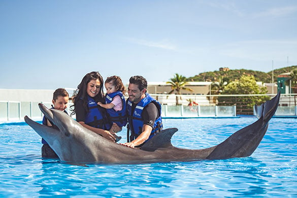 Family of four petting a dolphin on our Dolphin Family Encounter tour.
