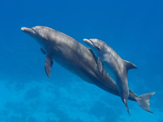 Dolphin mother with baby