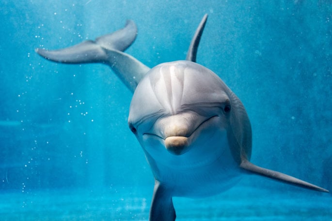 Underwater view of a dolphin