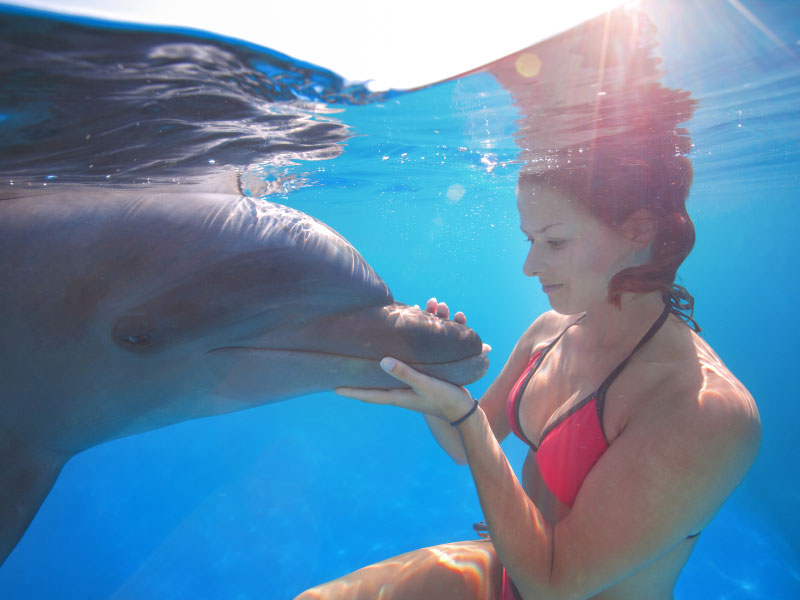 Dolphin interaction | Vallarta Adventures