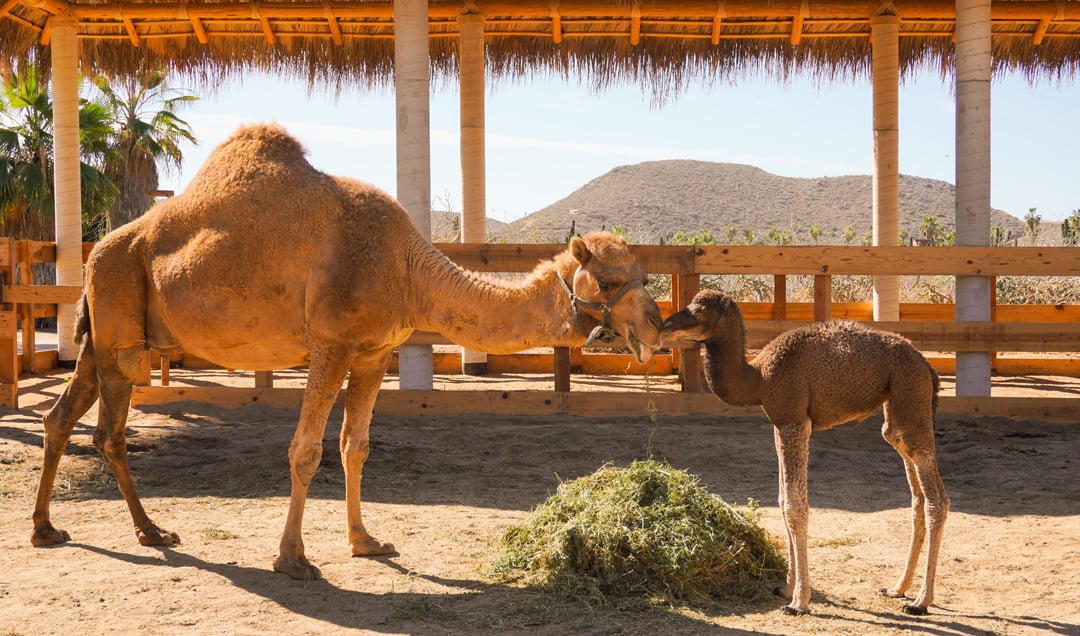 Cabo Adventures' camel ranch in Cabo San Lucas