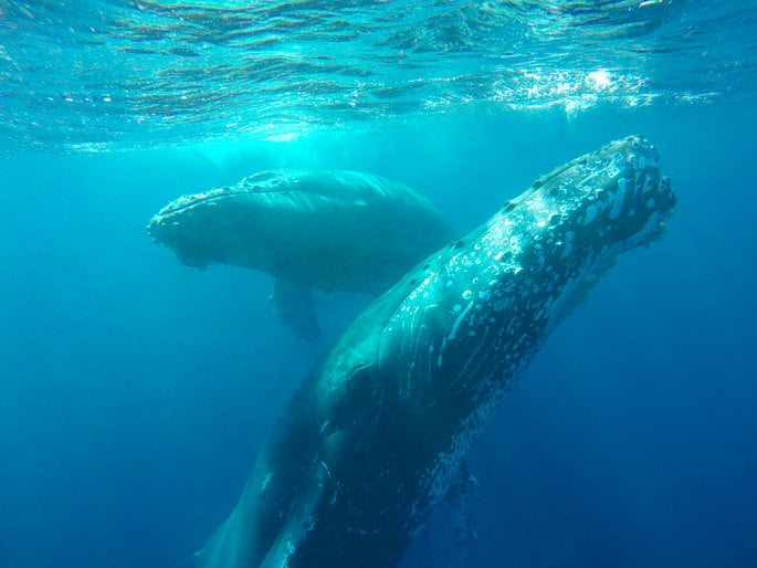 La protección de la ballena jorobada es importante para Vallarta Adventures