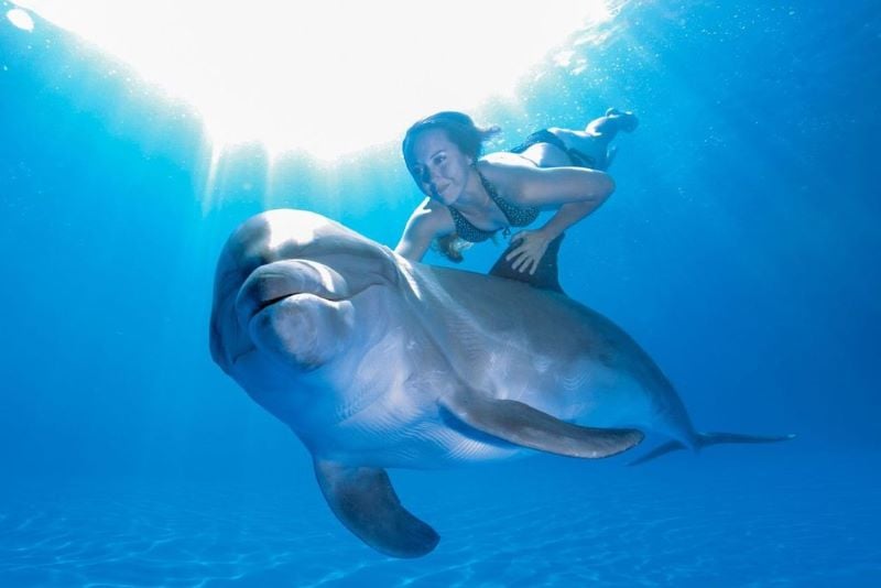 female swimming underwater with a dolphin