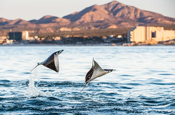 Mobula rays propelling out of the water