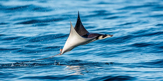 Mobula ray out of water