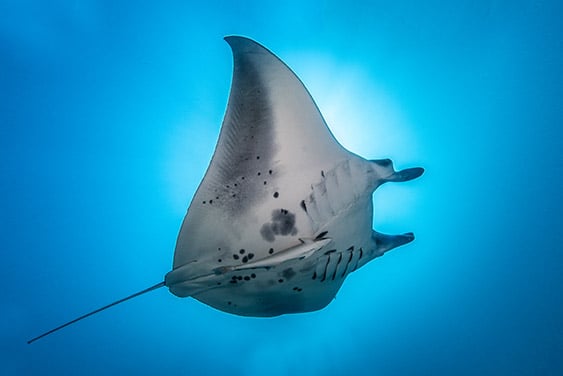 10 Interesting Facts about Mobula Rays (Devil Rays) in Cabo
