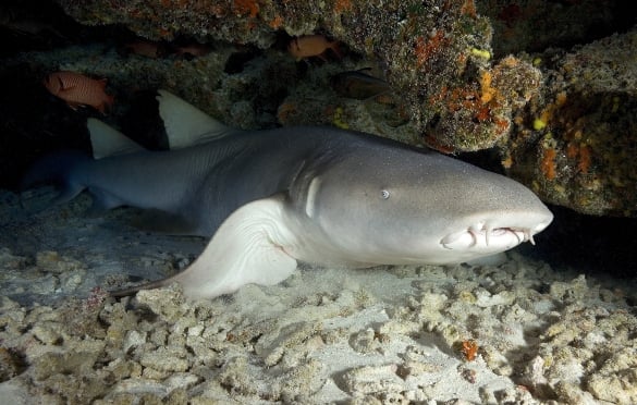 Tiburón Nodriza en Puerto Vallarta